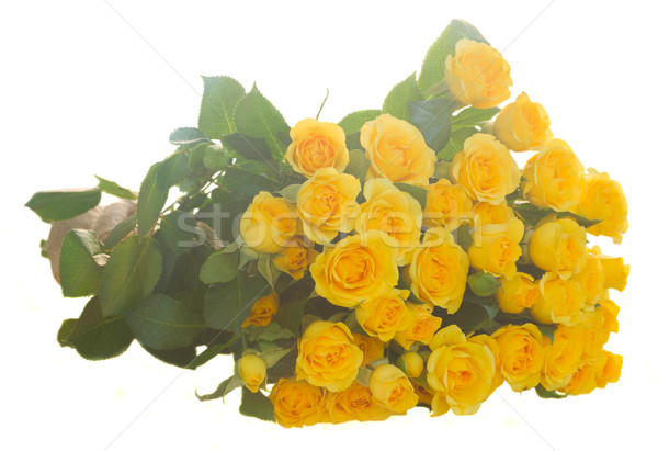 Foto d'archivio: Bouquet · fresche · rose · giallo · isolato