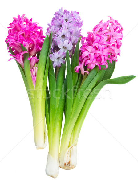 Pink and violet hyacinths Stock photo © neirfy