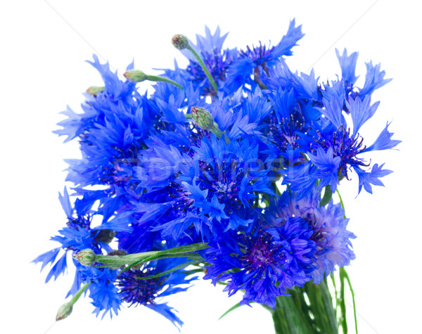 Blue cornflowers on white Stock photo © neirfy