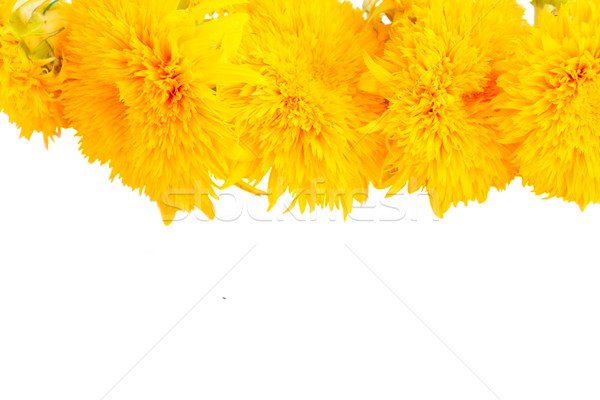 Stock photo: Yellow fall sunflower