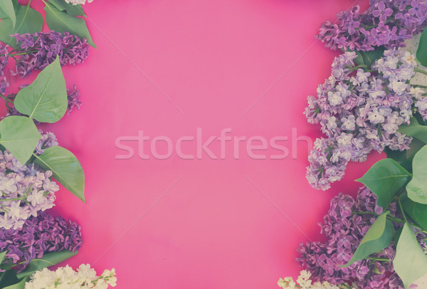 Foto stock: Lila · rosa · frescos · azul · violeta · flores · blancas