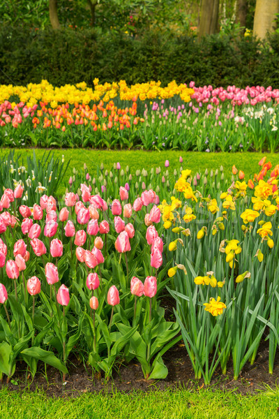 Tulips and bluebell flowerbed Stock photo © neirfy