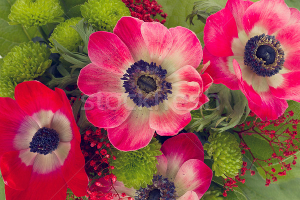 red  anemone flowers close up Stock photo © neirfy