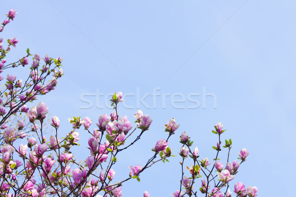 Stok fotoğraf: Manolya · ağaç · pembe · mavi · gökyüzü · doğa
