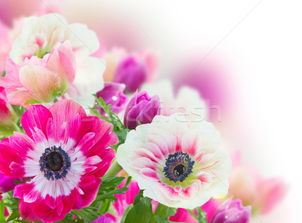 bunch of anemone flowers  Stock photo © neirfy