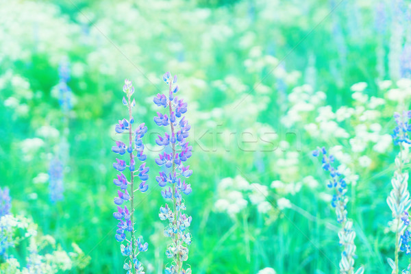 Violet lupine flowers Stock photo © neirfy