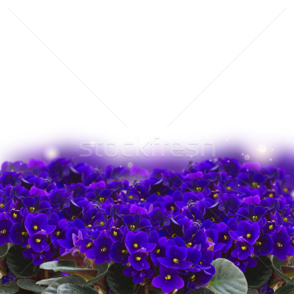 Posy of violets, pansies and ranunculus Stock photo © neirfy