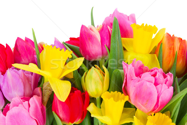 bouquet of tulips and daffodils Stock photo © neirfy