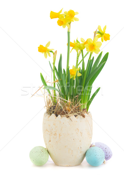 [[stock_photo]]: œufs · de · Pâques · chasse · blanche · lapin · jonquilles · pot