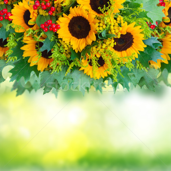 [[stock_photo]]: Tournesols · feuilles · vertes · frontière · rouge · baies · vert