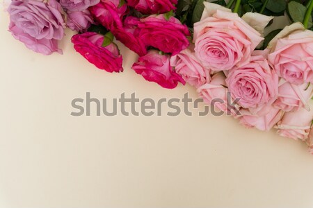 Violet and pink blooming roses Stock photo © neirfy