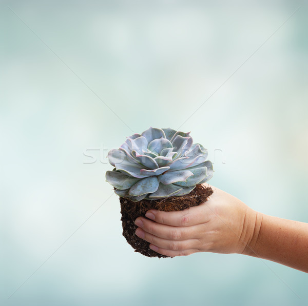 Kéz tart nedvdús növény zöld kék Stock fotó © neirfy