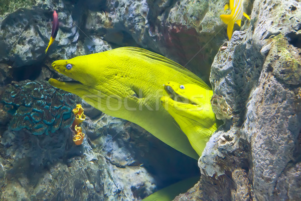 yellow  moray fish in coral reef Stock photo © neirfy