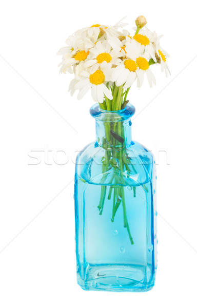 Gänseblümchen Blumen blau Glas Topf isoliert Stock foto © neirfy