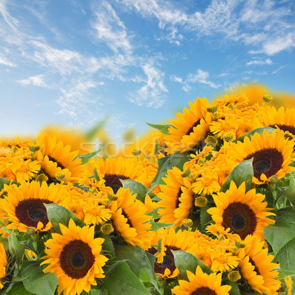 sunflowers and marigold flowers bouquet Stock photo © neirfy