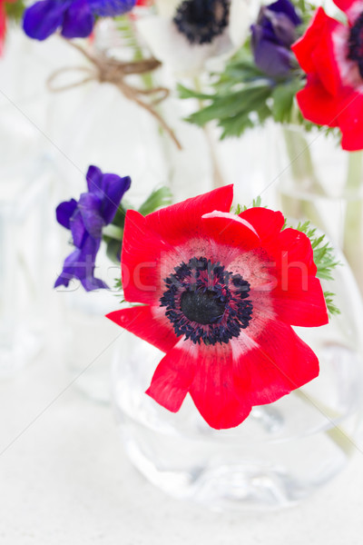 blue  anemone flowers  Stock photo © neirfy