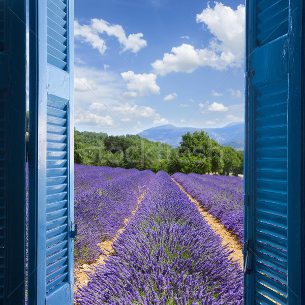 Lavendel veld zomer blauwe hemel houten Frankrijk Stockfoto © neirfy
