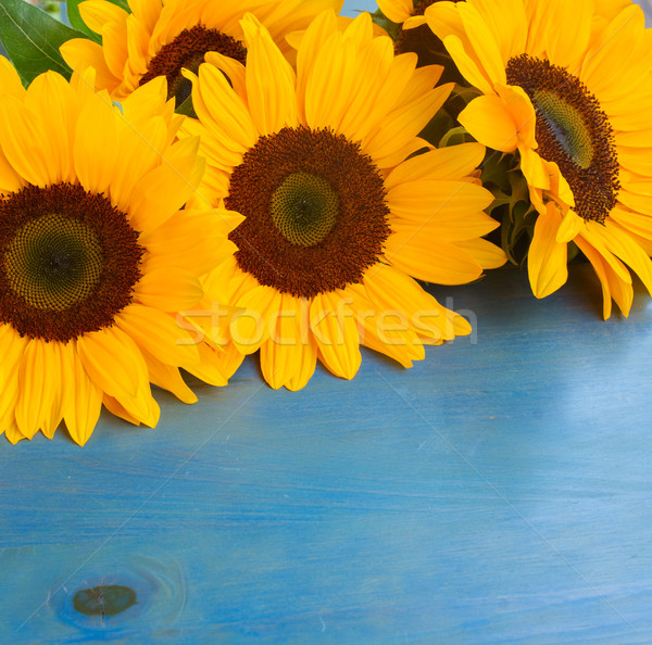 bight sunflowers Stock photo © neirfy