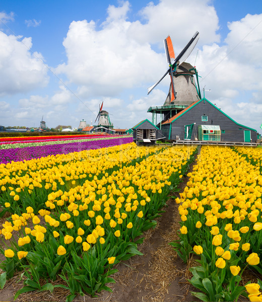 商业照片: 荷兰人 · 风车 · 郁金香 ·场· 新鲜 · 黄色