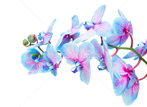 Stock foto: Stengel · blau · Orchideen · frischen · Orchidee · Blumen