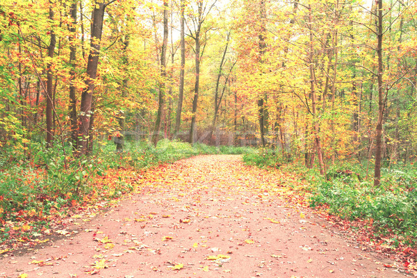 road in autumn park Stock photo © neirfy