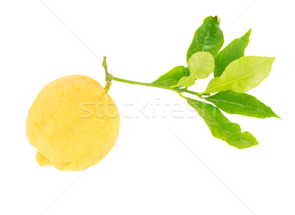 Limón hojas frutas aislado blanco naturaleza Foto stock © neirfy