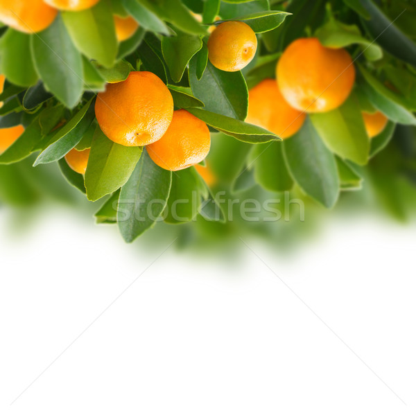 Stock photo: Tangerine tree