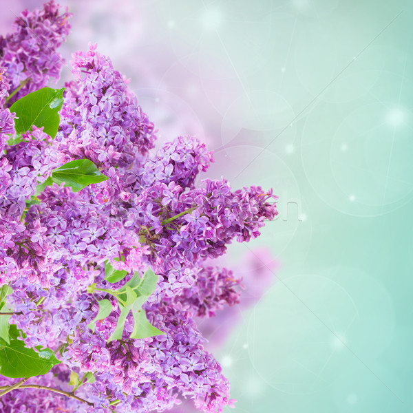 Bush of Lilac Stock photo © neirfy