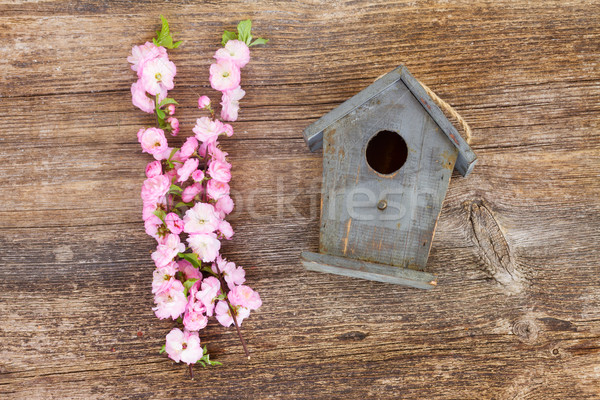 Kiraz çiçekler kuş kafesi taze pembe ahşap masa Stok fotoğraf © neirfy