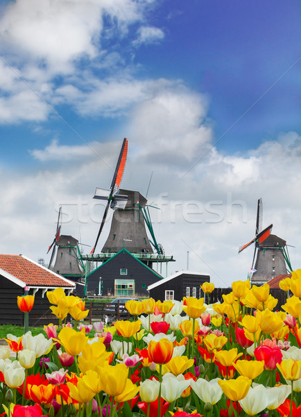 dutch rural scenery with windmill over growing  tulips flowes
