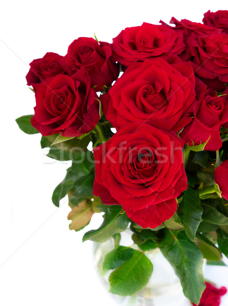 Red blooming roses Red blooming roses Stock photo © neirfy