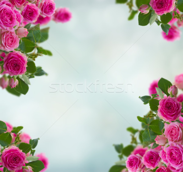 Keret rózsaszín rózsák kék bokeh húsvét Stock fotó © neirfy
