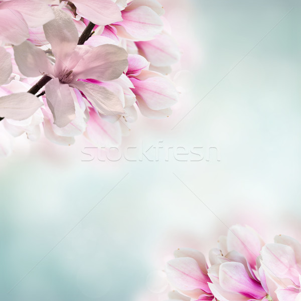 Roz magnolie copac flori Imagine de stoc © neirfy