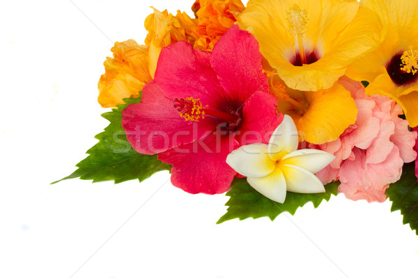 border of colorful hibiscus flowers Stock photo © neirfy