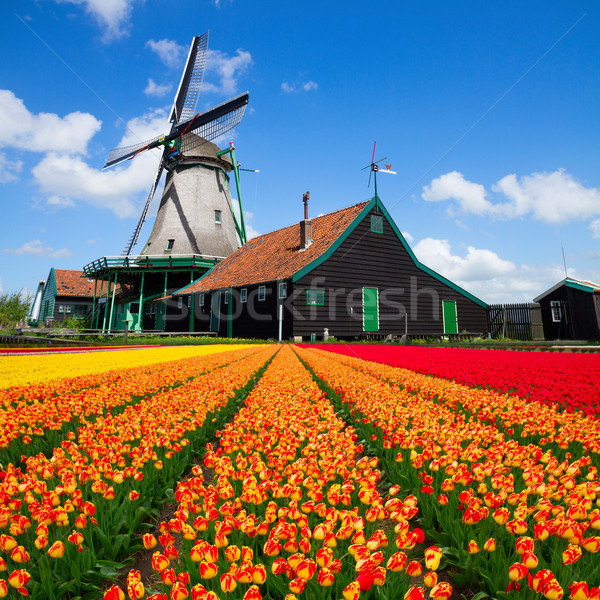 Stock photo: dutch windmill over  tulips field