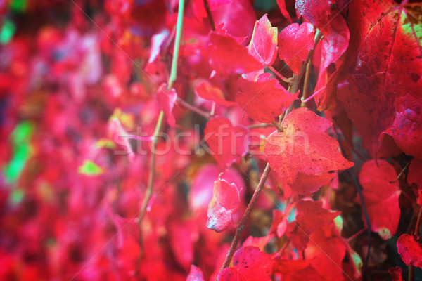 fall red leaves background Stock photo © neirfy
