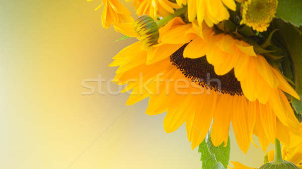 flowers garden Stock photo © neirfy
