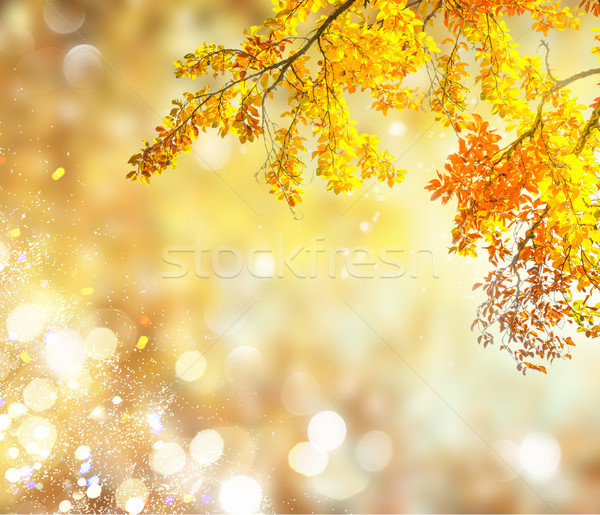 fall leaves with green grass Stock photo © neirfy