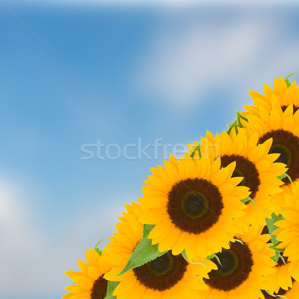 bight sunflowers ob blue sky Stock photo © neirfy