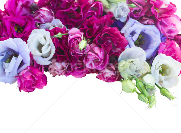 border of  violet eustoma flowers Stock photo © neirfy