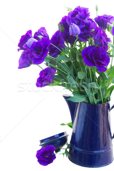 Bouquet violett Blumen blau Topf Stock foto © neirfy