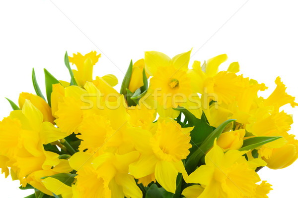 Stock photo: yellow spring narcissus
