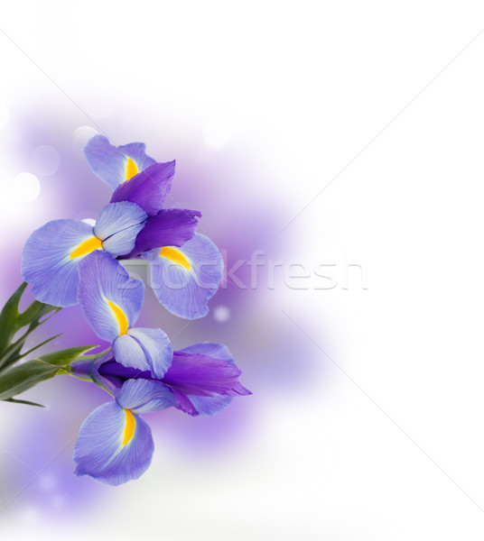 blue irise flowers close up Stock photo © neirfy