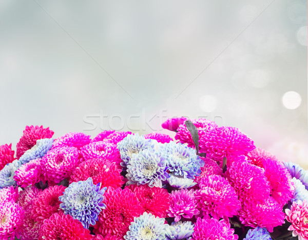 Niebieski chryzantema kwiaty magenta różowy granicy Zdjęcia stock © neirfy