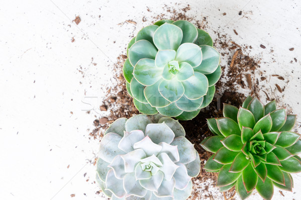 Succulent growing plants Stock photo © neirfy