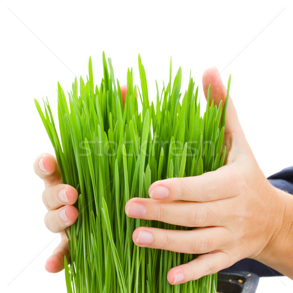 Handen gras menselijke geïsoleerd witte Stockfoto © neirfy