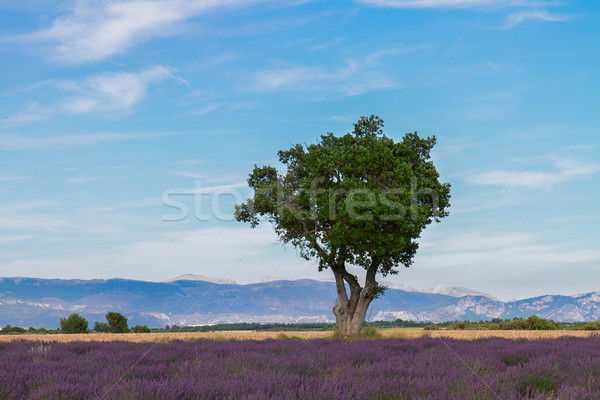 Lavender field Stock photo © neirfy
