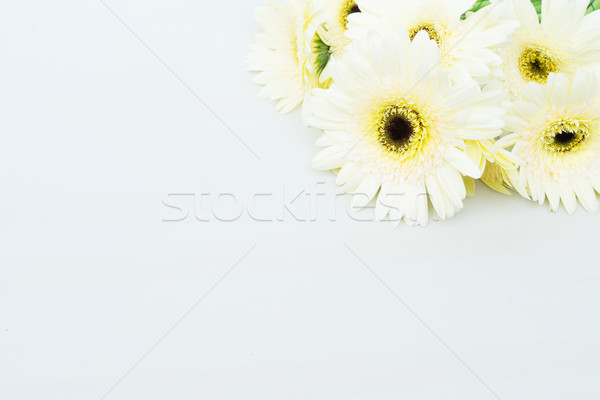 Beige gerbera flowers Stock photo © neirfy