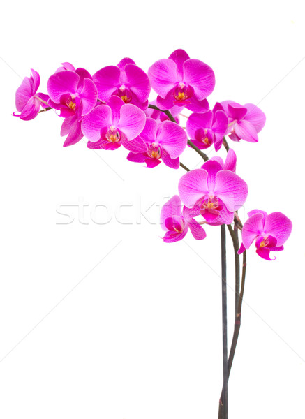 Pourpre orchidée branche isolé blanche nature Photo stock © neirfy