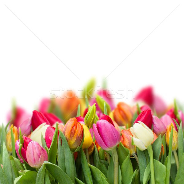 Crescente fresco tulipas primavera isolado branco Foto stock © neirfy